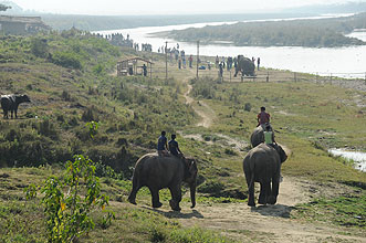 Chitwan 2011 16 Elephanten gehen zum Bad y220