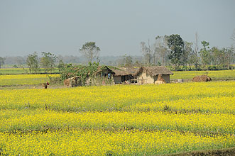 Chitwan 2011 26 htte mit Rapsfeld y220