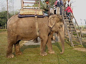 chitwan 2009 40 elephant  mit Plattform y220