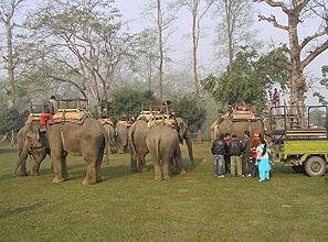 chitwan 2009 43 elephants waiting y220
