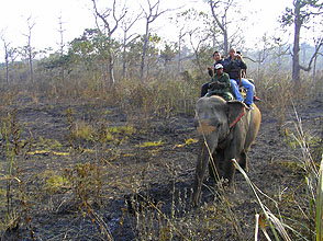 chitwan 2009 46 Elephant Knipser y220