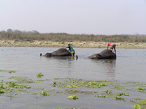 chitwan 2009 61 Elephant bathing a y220