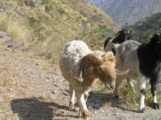 manaslu 05 04 HH 07 P 0325 manaslu 05 04 HH 07 P 0325