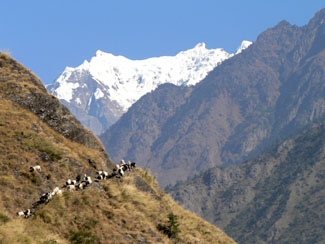 manaslu 05 04 HPS06 P 0325 manaslu 05 04 HPS06 P 0325